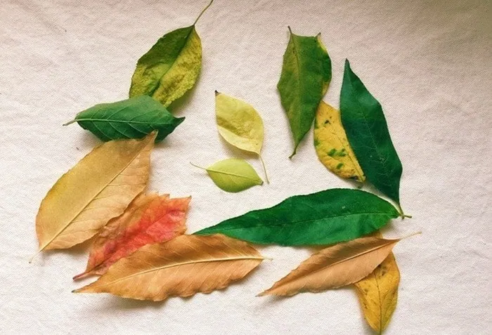 زنده کردن گیاه مرده