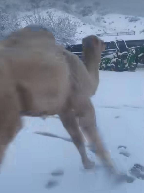 واکنش شتر در برف